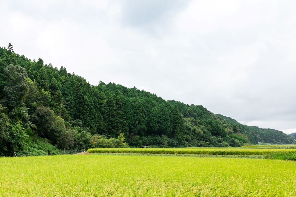 西川登竹細工／栗山商店／栗山勝雄 - ピースクラフツSAGA